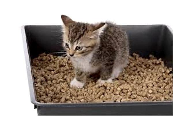 Kedi Maması Dolumu